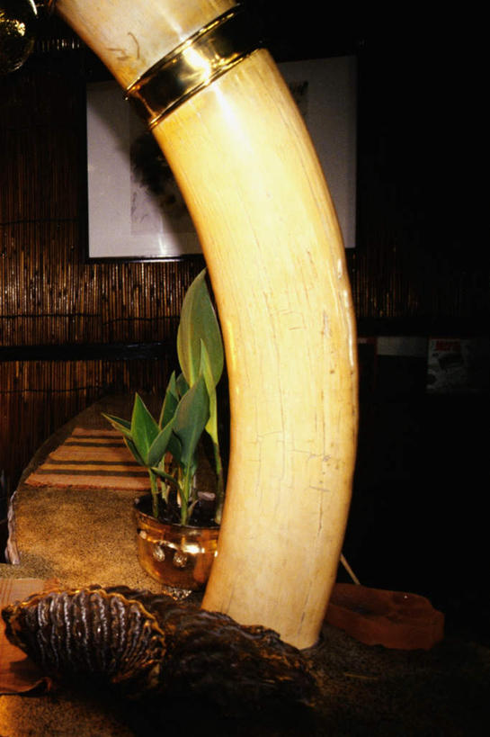 无人,公园,酒吧,竖图,室内,白天,正面,植物,桌子,象牙,尼泊尔,亚洲,阴影,光线,盆栽,影子,灯光,盆景,首都,绿色,自然,生长,成长,国家公园,挂画,南亚,加德满都,尼泊尔王国,加都,奇旺国家公园,德满都,装饰画,彩图,酒吧间,酒馆,皇家奇特旺国家公园,奇特旺国家公园