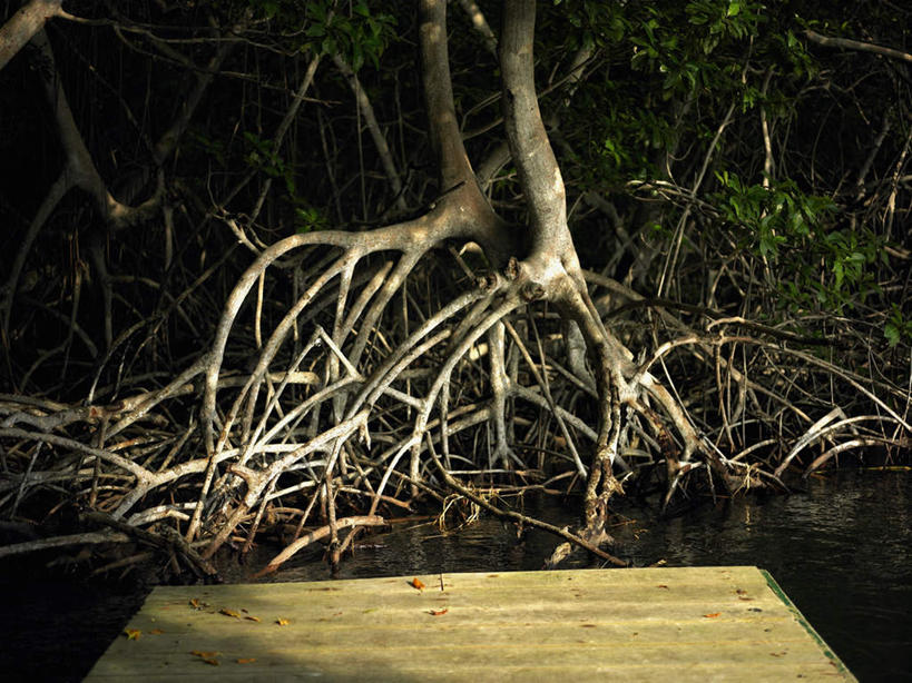 无人,横图,室外,夜晚,正面,旅游,度假,美景,植物,叶子,阴影,光线,木板,影子,景观,桥,灯光,绿叶,枝条,木桥,娱乐,栈桥,树,树木,树枝,自然,享受,休闲,嫩叶,景色,放松,人行桥,木板桥,自然风光,虬枝,枝杈,叶,叶片,彩图