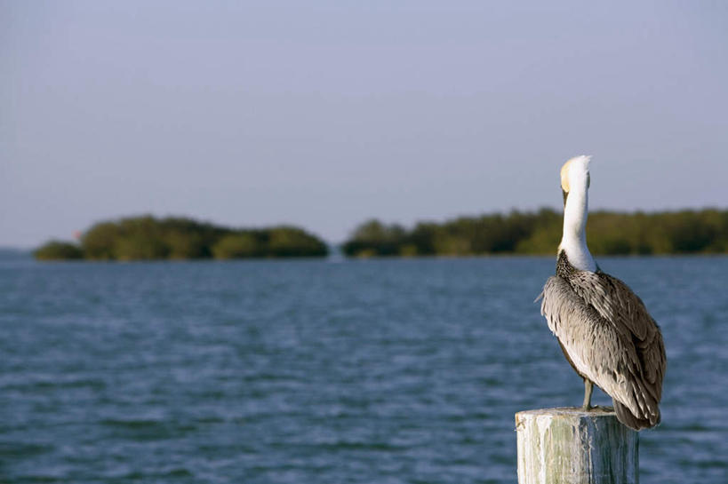 无人,站,横图,室外,白天,旅游,度假,海浪,海洋,美景,山,山脉,植物,鸟,阴影,朦胧,模糊,光线,鸟类,水鸟,影子,景观,浪花,山峰,树桩,山峦,注视,娱乐,树,树干,树木,一只,背面,蓝色,绿色,蓝天,天空,阳光,自然,海水,群山,天,观察,看,站着,享受,休闲,木桩,景色,放松,生长,晴朗,成长,观看,察看,关注,自然风光,海景,鹈鹕,塘鹅,万里无云,褐鹈鹕,大海,风浪,海,海水的波动,近岸浪,涌浪,晴空,晴空万里,站立,彩图,全身