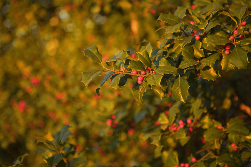 无人,横图,室外,特写,白天,正面,美景,植物,浆果,许多,阴影,朦胧,模糊,光线,影子,景观,枝条,树,树木,树枝,红色,阳光,自然,景色,自然风光,虬枝,枝杈,彩图