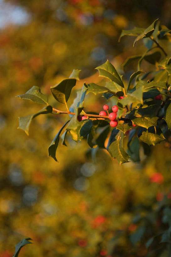 无人,竖图,室外,特写,白天,正面,美景,植物,浆果,许多,阴影,朦胧,模糊,光线,影子,景观,枝条,树,树木,树枝,红色,阳光,自然,景色,自然风光,虬枝,枝杈,彩图