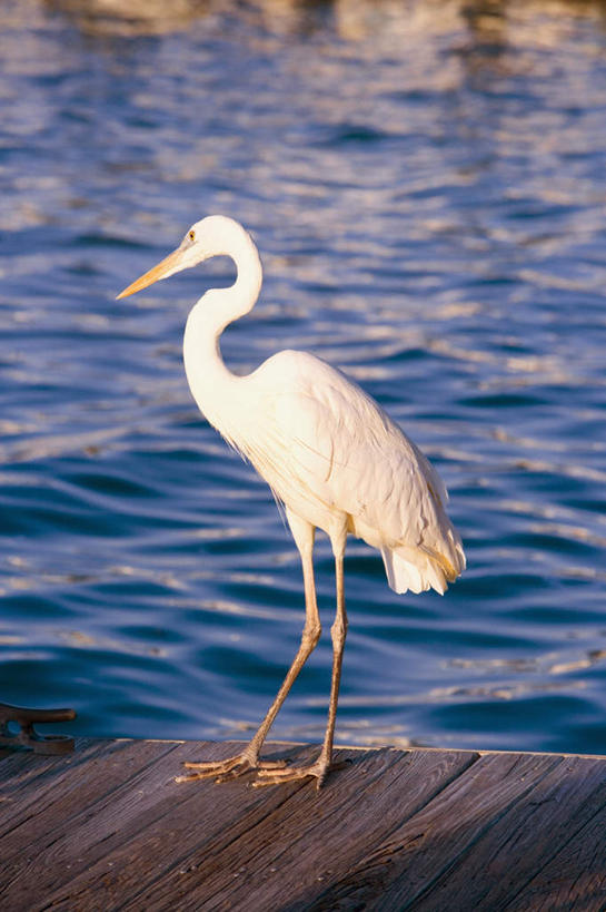 无人,站,竖图,室外,白天,正面,海浪,海洋,美景,地板,鸟,阴影,朦胧,模糊,光线,鸟类,木板,影子,景观,浪花,桥,地面,木桥,注视,木地板,栈桥,一只,白色,阳光,自然,海水,观察,看,站着,景色,观看,人行桥,木板桥,察看,鹳,关注,自然风光,海景,林鹳,大海,风浪,海,海水的波动,近岸浪,涌浪,站立,彩图,全身