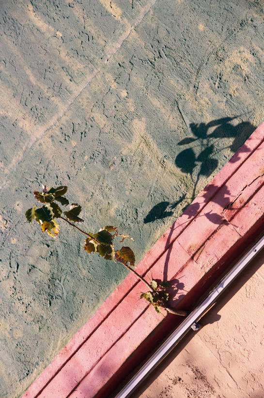 无人,竖图,俯视,室外,特写,白天,植物,叶子,朦胧,模糊,墙,绿叶,枝条,墙壁,墙面,树,树木,树枝,嫩叶,虬枝,枝杈,叶,叶片,彩图,高角度拍摄