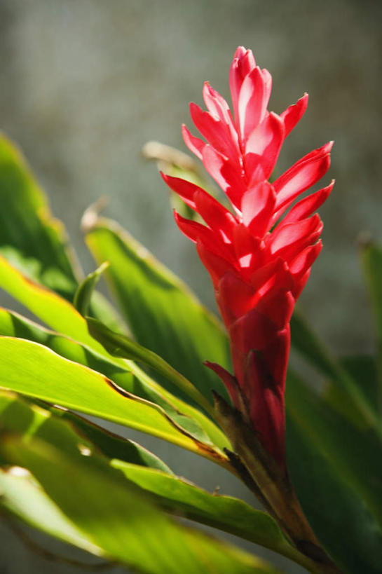 无人,竖图,室外,特写,白天,正面,美景,凤梨花,叶子,阴影,朦胧,模糊,盛开,光线,影子,景观,绿叶,花蕾,花,花瓣,花朵,鲜花,一朵,红色,阳光,自然,花苞,花蕊,嫩叶,景色,自然风光,完美,观赏凤梨,菠萝花,叶,叶片,彩图