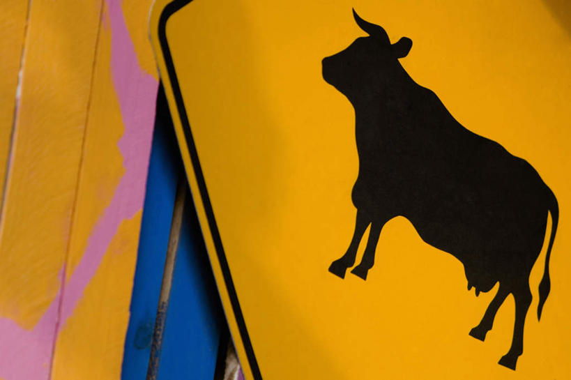 无人,站,横图,室外,特写,白天,正面,指示牌,牛,标志,路标,标识,路牌,一只,黑色,动物,站着,家畜,牲畜,站立,彩图,全身