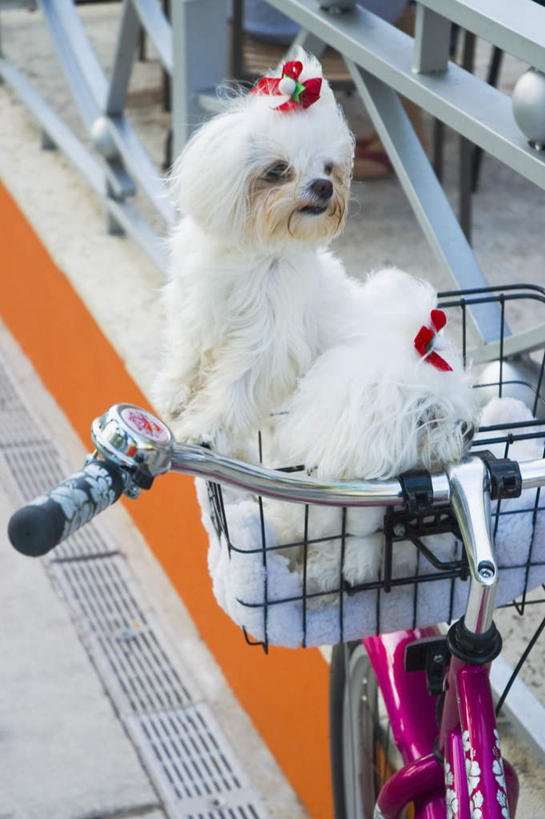 无人,栏杆,站,竖图,室外,白天,侧面,自行车,宠物,狗,一辆,围栏,扭头,注视,狮子狗,护栏,车,脚踏车,一只,白色,动物,交通工具,观察,看,站着,转头,可爱,观看,察看,关注,载具,西施犬,忠诚,赛珠犬,狮子犬,西施狗,犬,站立,彩图,全身