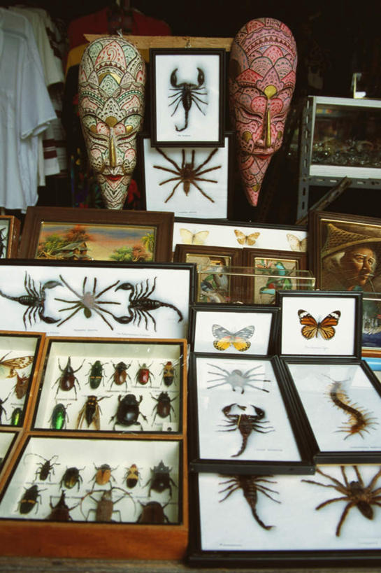 无人,商店,竖图,室内,特写,白天,正面,购物,神秘,消费,蝴蝶,静物,雕塑,泰国,亚洲,艺术,装饰,昆虫,蜘蛛,标本,雕刻,雕像,商铺,动物,工艺品,安静,金融,东南亚,星座,纪念,美术,准确,有毒,八脚螅,主题,占卜,节肢动物,蝎子,陈列,选购,益虫,贸易,泰王国,苏梅岛,功能,美学,血拼,孤傲,天蝎座,直觉,市肆,商号,波丝,节足动物,彩图,店铺