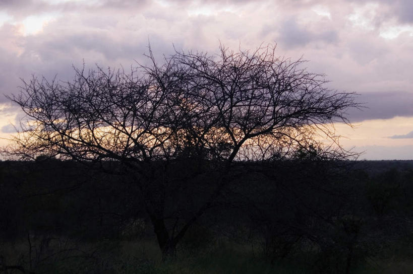 无人,动物园,农田,横图,室外,白天,正面,旅游,度假,庄稼,农作物,美景,日落,森林,树林,植物,非洲,南非,阴影,光线,影子,景观,晚霞,霞光,落日,背光,娱乐,树,树木,绿色,阳光,自然,黄昏,享受,休闲,景色,彩霞,放松,生长,成长,国家公园,自然风光,逆光,克鲁格国家公园,阿非利加洲,德兰士瓦省,南非共和国,夕照,夕阳,彩图,耕地,庄稼田,斜阳