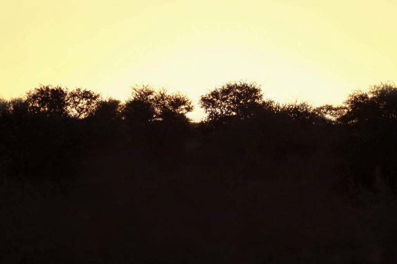 无人,横图,室外,白天,正面,旅游,度假,美景,日落,森林,沙漠,树林,植物,非洲,博茨瓦纳,阴影,光线,影子,景观,晚霞,霞光,落日,背光,娱乐,树,树木,绿色,阳光,自然,黄昏,享受,休闲,景色,彩霞,放松,生长,成长,自然风光,逆光,波札那,博茨瓦纳共和国,夕照,大漠,砂漠,夕阳,彩图,斜阳