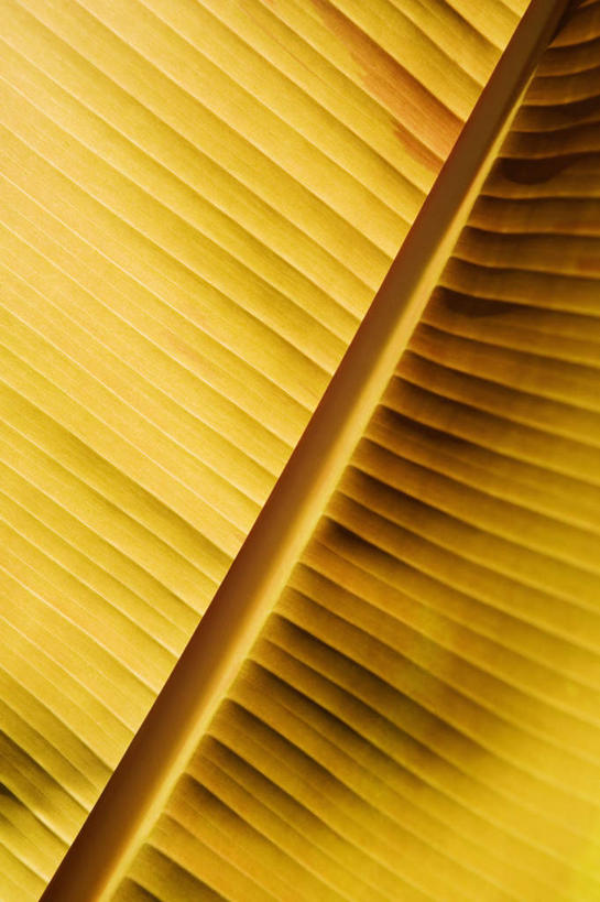 无人,竖图,室外,特写,白天,正面,美景,植物,叶子,夏威夷,美国,纹理,景观,绿叶,黄色,自然,嫩叶,景色,北美,北美洲,自然风光,美洲,肌理,夏威夷州,爱洛哈之州,希洛,北亚美利加洲,亚美利加洲,叶,叶片,叶脉,彩图,夏威夷热带植物园