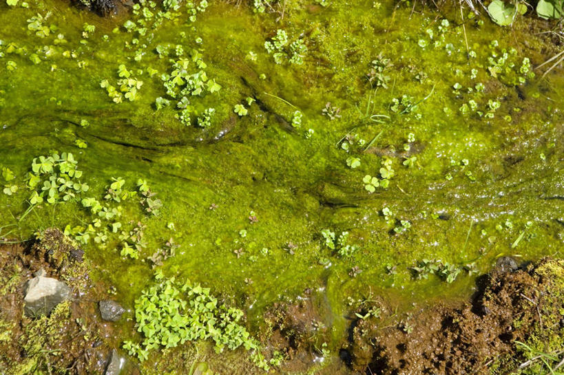无人,横图,俯视,室外,特写,白天,旅游,度假,草地,草坪,石头,美景,植物,夏威夷,美国,石子,景观,泥土,土壤,青苔,苔藓,娱乐,草,绿色,自然,享受,休闲,景色,放松,北美,北美洲,自然风光,美洲,沉积岩,夏威夷州,爱洛哈之州,希洛,北亚美利加洲,亚美利加洲,水成岩,石块,岩石,彩图,高角度拍摄