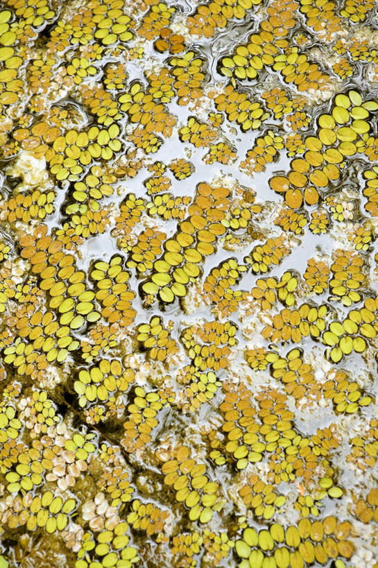 无人,竖图,室外,特写,白天,正面,夏威夷,美国,核桃,坚果,果实,干果,北美,北美洲,美洲,胡桃,澳洲坚果,夏威夷果,夏威夷州,爱洛哈之州,希洛,北亚美利加洲,亚美利加洲,羌桃,澳洲胡桃,彩图,夏威夷热带植物园