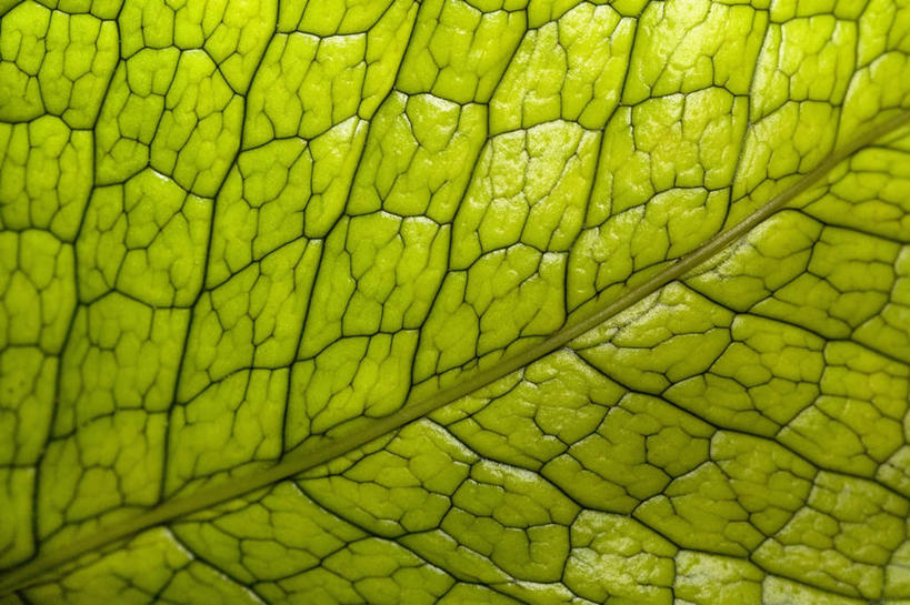 无人,横图,室外,特写,白天,正面,美景,植物,叶子,夏威夷,美国,纹理,景观,绿叶,绿色,自然,嫩叶,景色,北美,北美洲,自然风光,美洲,肌理,夏威夷州,爱洛哈之州,希洛,北亚美利加洲,亚美利加洲,叶,叶片,叶脉,彩图,夏威夷热带植物园