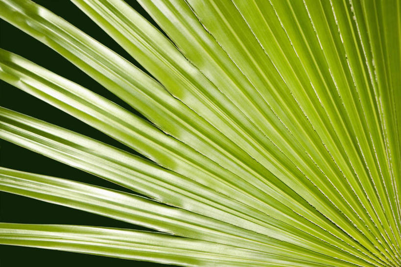 无人,横图,室外,特写,白天,正面,旅游,度假,美景,植物,棕榈树,叶子,夏威夷,美国,景观,绿叶,娱乐,树,树木,绿色,自然,享受,休闲,嫩叶,景色,放松,生长,成长,北美,北美洲,自然风光,美洲,棕榈叶,夏威夷州,爱洛哈之州,希洛,北亚美利加洲,亚美利加洲,叶,叶片,彩图