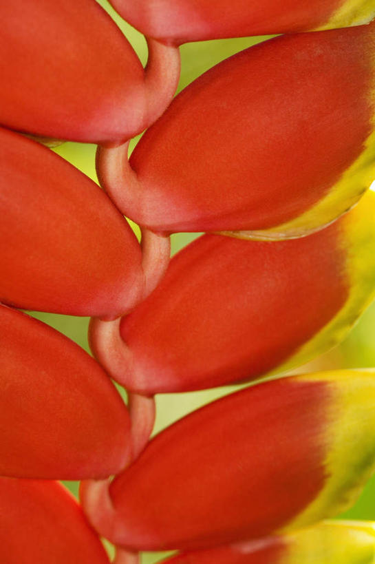 无人,竖图,室外,特写,白天,正面,旅游,度假,兴奋,热情,美景,夏威夷,美国,朦胧,模糊,盛开,景观,开放,花蕾,娱乐,花,花瓣,花朵,鲜花,红色,自然,花苞,花蕊,享受,休闲,健康,温暖,景色,奔放,放松,活力,积极,激情,朝气,暖色,吉祥,北美,北美洲,生命,自然风光,美洲,饱满,夏威夷州,爱洛哈之州,希洛,北亚美利加洲,亚美利加洲,革命,热烈,赤色,充实,斗志,喜气,主动,彩图,欢乐