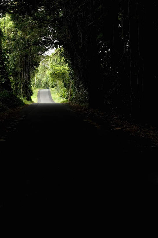 无人,竖图,室外,白天,正面,旅游,度假,岛屿,美景,树林,植物,夏威夷,美国,景观,娱乐,树,树木,绿色,自然,享受,休闲,景色,放松,生长,成长,北美,北美洲,自然风光,美洲,夏威夷岛,夏威夷州,爱洛哈之州,北亚美利加洲,亚美利加洲,大岛,列岛,群岛,诸岛,彩图