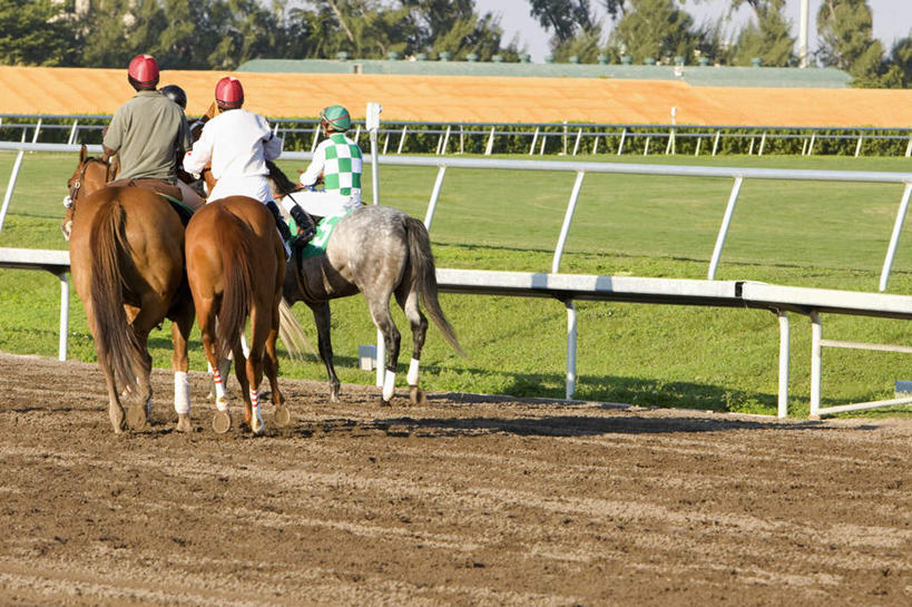 西方人,四个人,运动员,体育馆,运动场,坐,横图,室外,白天,运动服,草地,草坪,植物,马,野生动物,欧洲,欧洲人,握,服装,标志,数字,文字,字符,标识,体育场,马场,座位,马鞍,草,树,树木,背面,衣服,绿色,自然,动物,握着,运输,阿拉伯数字,服饰,牲畜,生长,成长,两匹,衣着,穿着,赛马场,跑马场,运动馆,衣饰,马具,男人,男性,年轻男性,白种人,体育运动员,运动选手,坐着,彩图,全身,运动装