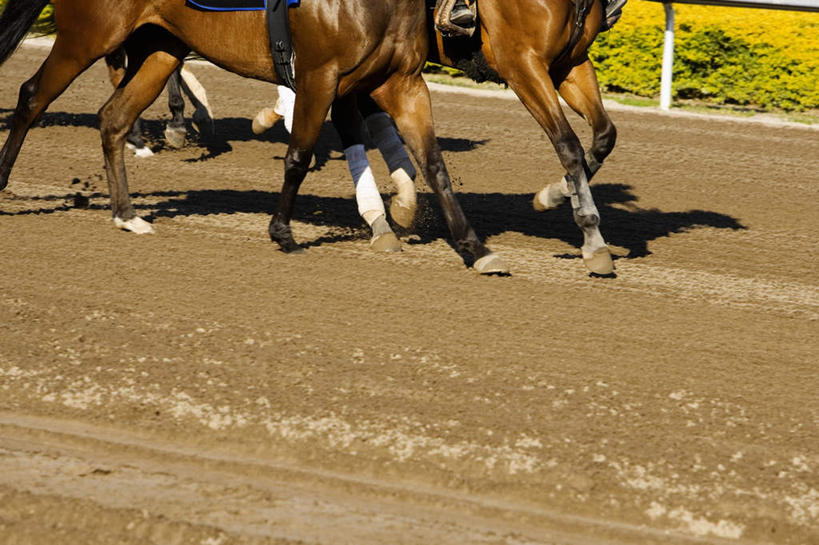 无人,体育馆,运动场,横图,俯视,室外,白天,草地,草坪,植物,马,野生动物,三只,奔驰,阴影,光线,影子,体育场,马场,草,绿色,阳光,动物,奔跑,牲畜,赛马场,跑马场,运动馆,半身,彩图,高角度拍摄