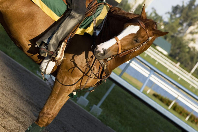 西方人,一个人,体育馆,栏杆,运动场,坐,横图,室外,白天,侧面,运动服,草地,草坪,植物,马,野生动物,欧洲,欧洲人,仅一个男性,仅一个人,服装,扶手,体育场,护栏,马场,一匹,草,树,树木,仅一个年轻男性,衣服,绿色,自然,动物,运输,服饰,牲畜,生长,成长,衣着,穿着,赛马场,跑马场,运动馆,衣饰,男人,男性,年轻男性,白种人,坐着,半身,彩图,运动装