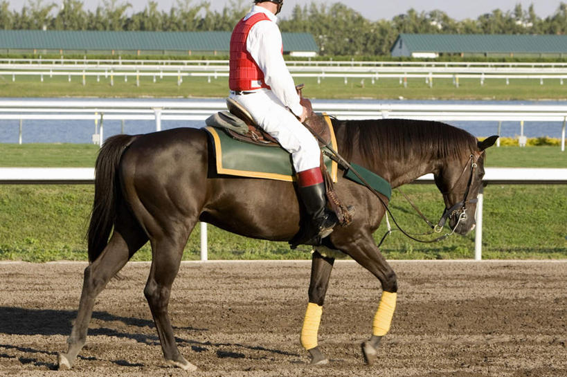 西方人,一个人,体育馆,栏杆,运动场,坐,横图,室外,白天,侧面,运动服,草地,草坪,植物,马,野生动物,欧洲,欧洲人,仅一个男性,仅一个人,骑马,握,服装,扶手,体育场,护栏,马场,一匹,草,仅一个年轻男性,衣服,绿色,动物,握着,运输,服饰,牲畜,衣着,穿着,赛马场,跑马场,运动馆,衣饰,男人,男性,年轻男性,白种人,坐着,半身,彩图,运动装