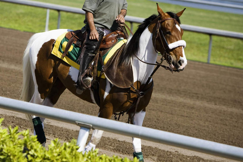 西方人,一个人,体育馆,栏杆,运动场,坐,横图,俯视,室外,白天,运动服,草地,草坪,植物,马,野生动物,欧洲,欧洲人,仅一个男性,仅一个人,骑马,握,服装,扶手,体育场,护栏,马场,一匹,草,仅一个年轻男性,衣服,绿色,动物,握着,运输,服饰,牲畜,衣着,穿着,赛马场,跑马场,运动馆,衣饰,男人,男性,年轻男性,白种人,坐着,半身,彩图,高角度拍摄,运动装