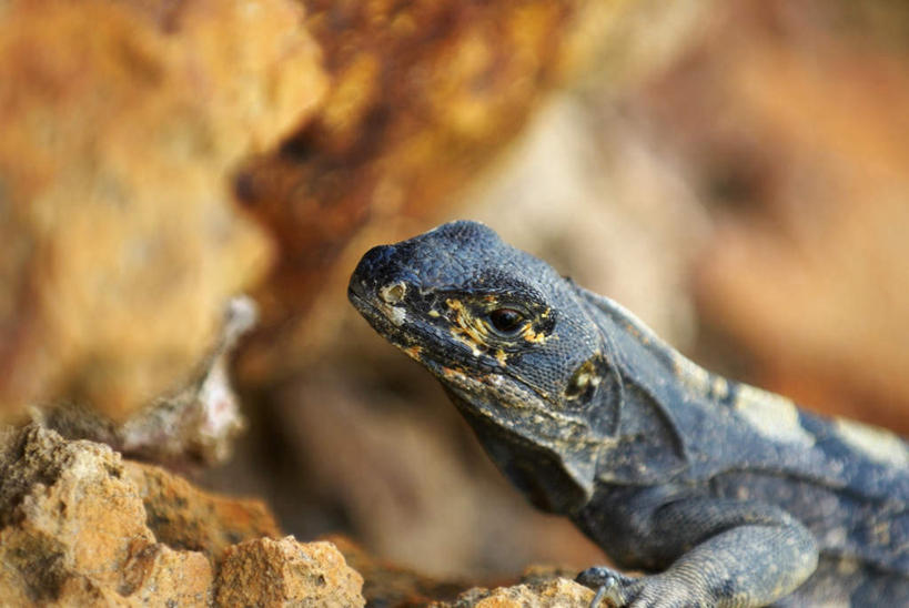头,无人,横图,室外,特写,白天,正面,石头,山,山脉,龟,美国,阴影,朦胧,模糊,光线,爬行动物,石子,影子,山峰,山峦,首都,阳光,动物,群山,健康,北美,北美洲,坚定,美洲,华盛顿特区,首府,华盛顿哥伦比亚特区,华府,北亚美利加洲,亚美利加洲,长寿,乌龟,哥伦比亚特区,头部,石块,岩石,彩图