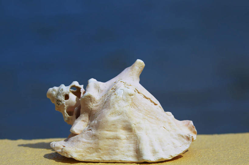 无人,横图,室外,特写,白天,正面,海浪,海洋,美景,贝壳,美国,阴影,光线,影子,景观,浪花,首都,一个,阳光,自然,海水,景色,单个,北美,北美洲,自然风光,美洲,海景,华盛顿特区,首府,华盛顿哥伦比亚特区,华府,北亚美利加洲,亚美利加洲,哥伦比亚特区,贝类外壳,海螺壳,软体动物外壳,大海,风浪,海,海水的波动,近岸浪,涌浪,彩图