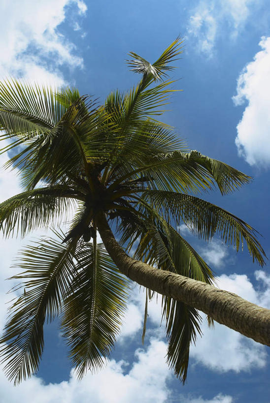 无人,竖图,室外,特写,白天,正面,旅游,度假,美景,植物,棕榈树,叶子,美国,阴影,光线,影子,景观,云,云朵,绿叶,树桩,首都,云彩,娱乐,树,树干,树木,蓝色,绿色,白云,蓝天,天空,阳光,自然,天,享受,休闲,嫩叶,木桩,景色,放松,生长,晴朗,成长,北美,北美洲,自然风光,美洲,棕榈叶,华盛顿特区,首府,华盛顿哥伦比亚特区,华府,北亚美利加洲,亚美利加洲,哥伦比亚特区,叶,叶片,晴空,彩图