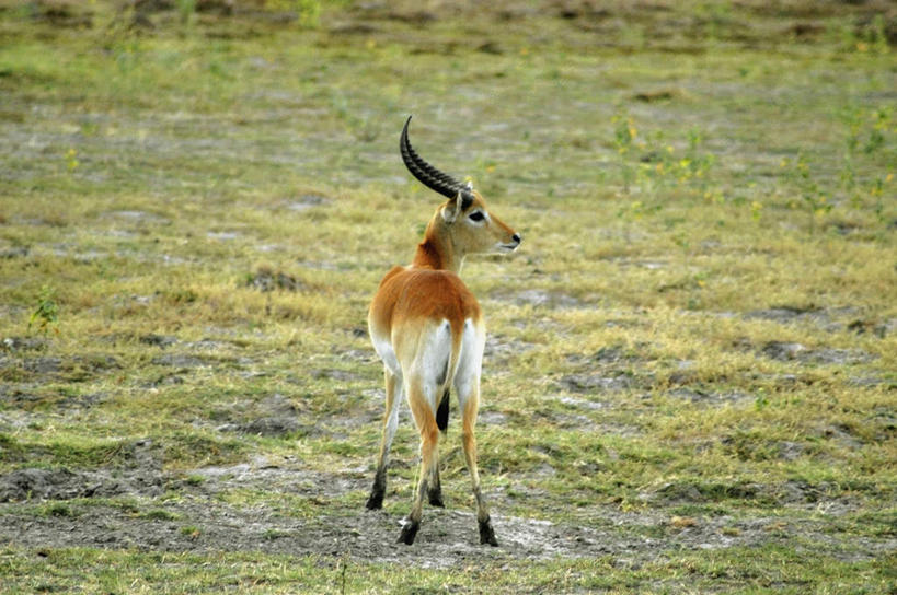 无人,站,横图,室外,白天,正面,旅游,度假,草地,草坪,美景,植物,野生动物,羊,非洲,博茨瓦纳,阴影,光线,羚羊,影子,景观,扭头,注视,娱乐,草,一只,绿色,阳光,自然,动物,观察,看,站着,转头,享受,休闲,景色,放松,可爱,活泼,观看,察看,关注,自然风光,驴羚,波札那,博茨瓦纳共和国,列羚,站立,彩图,全身