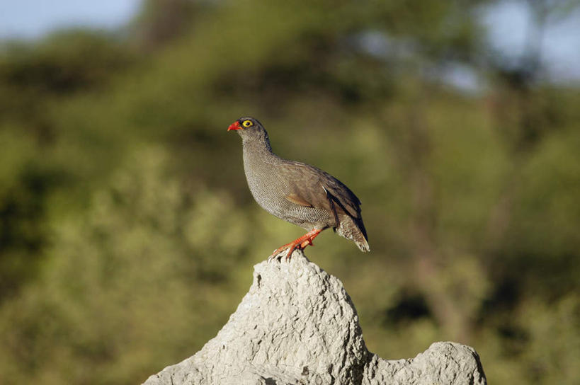 无人,站,横图,室外,白天,侧面,石头,美景,植物,鸟,非洲,阴影,朦胧,模糊,光线,鸟类,石子,影子,景观,注视,树,树木,一只,绿色,阳光,自然,观察,看,站着,景色,生长,成长,观看,察看,关注,自然风光,喀拉哈里沙漠,阿非利加洲,卡拉哈里沙漠,石块,岩石,站立,彩图,全身