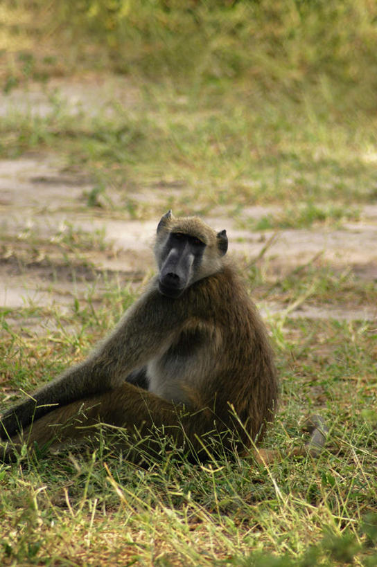 无人,公园,坐,竖图,室外,白天,正面,旅游,度假,草地,草坪,美景,植物,哺乳动物,野生动物,非洲,博茨瓦纳,阴影,朦胧,模糊,光线,狒狒,影子,景观,注视,娱乐,草,一只,绿色,阳光,自然,动物,观察,看,享受,休闲,景色,放松,可爱,活泼,观看,察看,国家公园,关注,自然风光,波札那,博茨瓦纳共和国,乔贝国家公园,坐着,半身,彩图