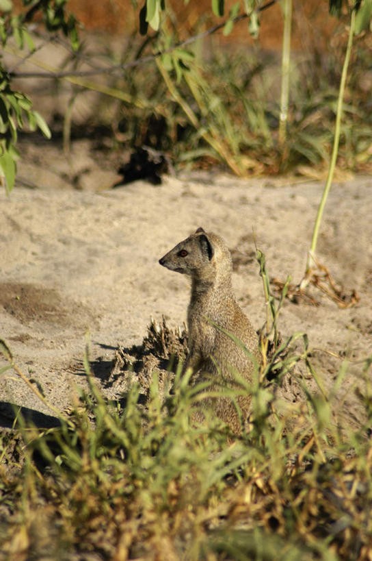 无人,站,竖图,室外,白天,侧面,旅游,度假,石头,美景,哺乳动物,野生动物,非洲,阴影,光线,石子,影子,景观,注视,娱乐,一只,阳光,自然,动物,观察,看,站着,享受,休闲,景色,放松,可爱,活泼,观看,察看,关注,自然风光,喀拉哈里沙漠,笔尾獴,阿非利加洲,獴,黄獴,卡拉哈里沙漠,石块,岩石,站立,彩图,全身