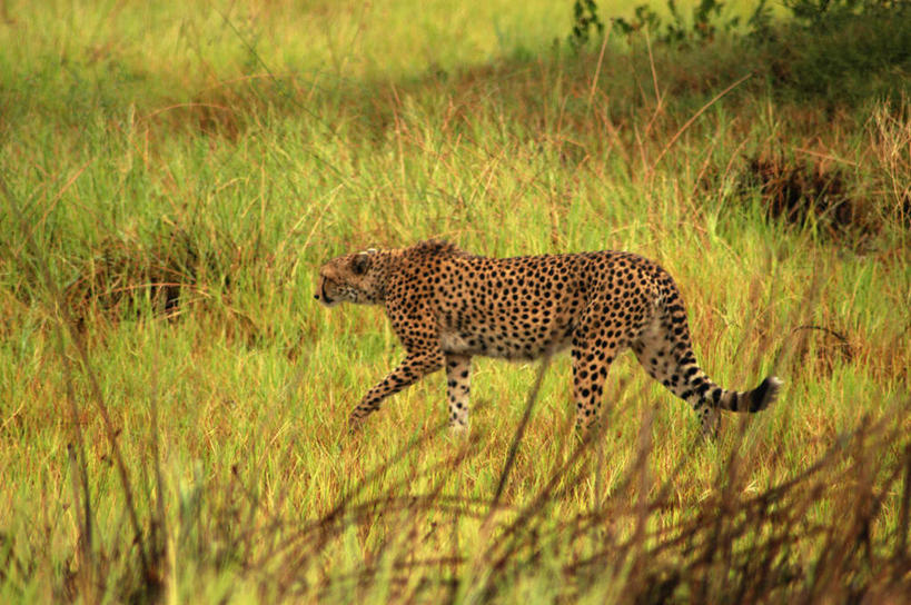 无人,走,横图,室外,白天,侧面,旅游,度假,草地,草坪,美景,植物,豹子,野生动物,非洲,博茨瓦纳,阴影,光线,影子,景观,注视,娱乐,草,一只,绿色,阳光,自然,动物,观察,看,享受,休闲,景色,放松,观看,察看,关注,自然风光,金钱豹,印度豹,凶猛,奥卡万戈三角洲,文豹,奥卡万戈沼泽,波札那,博茨瓦纳共和国,残暴,凶残,猎豹,花豹,豹,步行,走路,彩图,全身