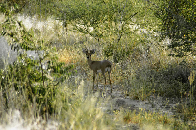 无人,站,横图,室外,白天,正面,旅游,度假,草地,草坪,美景,植物,道路,路,野生动物,羊,非洲,阴影,朦胧,模糊,光线,羚羊,影子,景观,小路,交通,扭头,注视,娱乐,草,树,树木,一只,绿色,阳光,自然,动物,观察,看,站着,转头,享受,休闲,景色,放松,可爱,活泼,生长,成长,观看,察看,关注,自然风光,喀拉哈里沙漠,跳羚,阿非利加洲,南非小羚羊,卡拉哈里沙漠,站立,彩图,全身