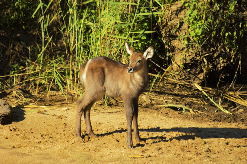 无人,站,横图,室外,白天,正面,旅游,度假,石头,美景,植物,野生动物,羊,非洲,南非,阴影,光线,羚羊,石子,影子,景观,扭头,注视,娱乐,树,树木,一只,绿色,阳光,自然,动物,观察,看,站着,转头,享受,休闲,景色,放松,可爱,活泼,生长,成长,观看,察看,关注,自然风光,水羚,阿非利加洲,南非共和国,石块,岩石,站立,彩图,全身