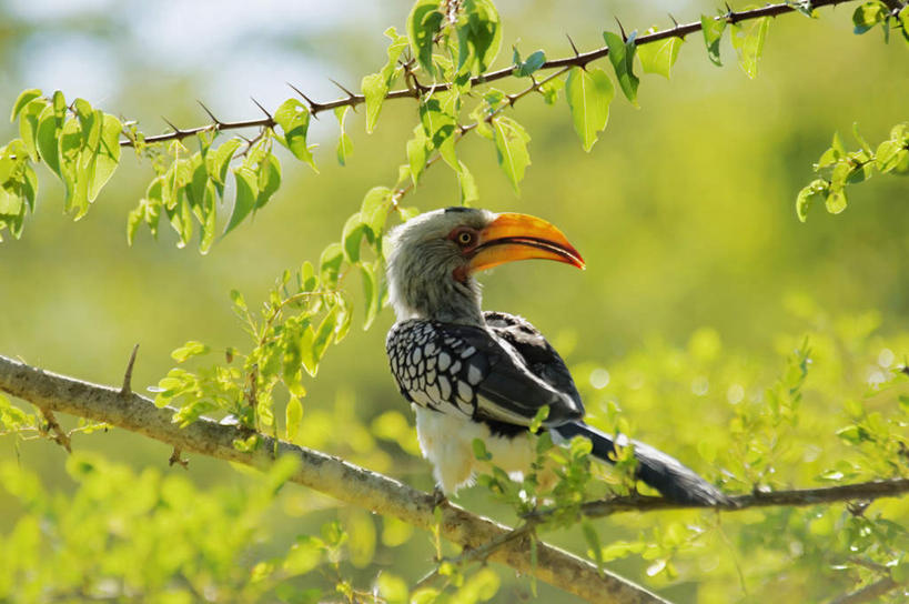 无人,站,横图,室外,白天,正面,美景,植物,鸟,叶子,非洲,南非,阴影,朦胧,模糊,光线,鸟类,影子,景观,绿叶,枝条,扭头,注视,树,树木,树枝,一只,阳光,自然,观察,看,站着,转头,嫩叶,景色,观看,察看,关注,自然风光,犀鸟,黄嘴犀鸟,阿非利加洲,南非共和国,虬枝,枝杈,叶,叶片,站立,彩图,全身