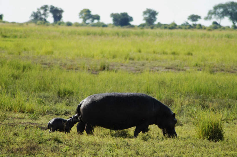 无人,公园,站,吃,横图,室外,白天,侧面,旅游,度假,草地,草坪,美景,植物,哺乳动物,河马,野生动物,非洲,博茨瓦纳,两头,阴影,光线,影子,景观,娱乐,草,树,树木,蓝色,绿色,蓝天,天空,阳光,自然,动物,天,低头,站着,享受,休闲,景色,放松,生长,晴朗,成长,国家公园,自然风光,凶猛,万里无云,垂头,波札那,博茨瓦纳共和国,乔贝国家公园,残暴,凶残,晴空,晴空万里,嚼,食,站立,彩图,全身