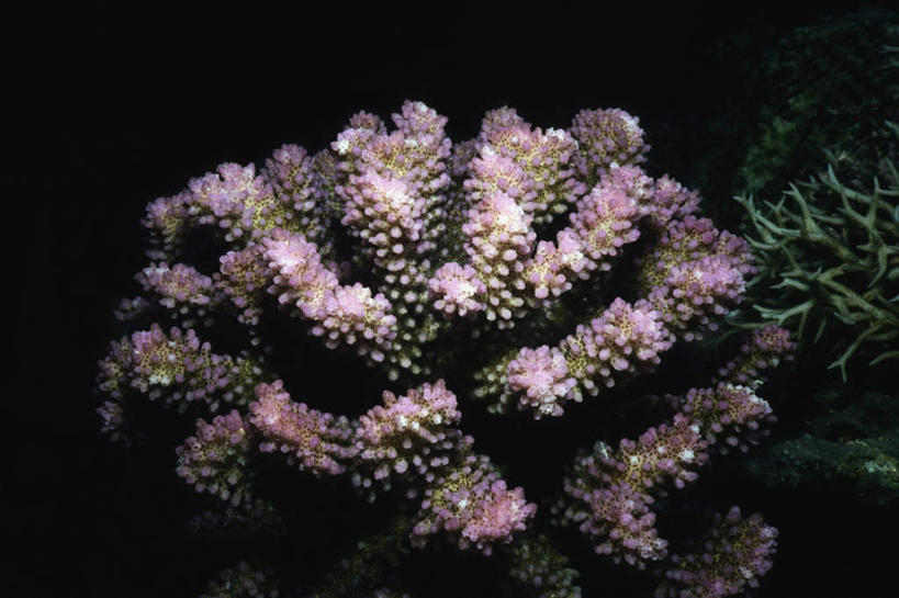 无人,横图,室外,白天,正面,旅游,度假,海底,水下,海浪,海洋,礁石,石头,美景,非洲,坦桑尼亚,石子,景观,浪花,水底,娱乐,海洋生物,无脊椎动物,自然,海水,享受,休闲,景色,放松,海底世界,腔肠动物,硬珊瑚,自然风光,海景,东非,桑给巴尔,坦桑尼亚联合共和国,占吉巴,珊瑚虫,奔巴岛,大海,风浪,海,海床,海水的波动,礁,近岸浪,石块,岩石,涌浪,半身,彩图