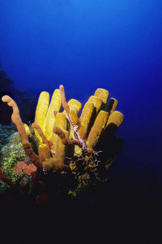 无人,竖图,俯视,室外,白天,旅游,度假,海底,水下,海浪,海洋,礁石,石头,美景,英国,欧洲,海绵,石子,景观,浪花,水底,娱乐,海洋生物,黄色,自然,海水,享受,休闲,景色,放松,海底世界,开曼群岛,西欧,自然风光,水生动物,大不列颠,水生物,海景,海底动物,大不列颠及北爱尔兰联合王国,大不列颠联合王国,日不落英帝国,多孔动物,凯门群岛,开曼岛,大海,风浪,海,海床,海水的波动,礁,近岸浪,石块,岩石,涌浪,彩图,高角度拍摄,全身