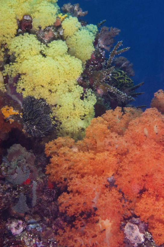 无人,竖图,室外,白天,正面,旅游,度假,海底,水下,海浪,海洋,礁石,石头,美景,印度尼西亚,印尼,亚洲,石子,景观,浪花,水底,娱乐,海洋生物,无脊椎动物,黄色,自然,海水,享受,休闲,橙色,景色,放松,海底世界,东南亚,腔肠动物,软珊瑚,自然风光,海景,印度尼西亚共和国,北苏拉威西省,苏拉威西岛,西里伯斯岛,珊瑚虫,大海,风浪,海,海床,海水的波动,礁,近岸浪,石块,岩石,涌浪,半身,彩图