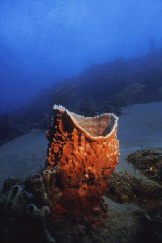 无人,竖图,室外,白天,正面,旅游,度假,海底,水下,海浪,海洋,礁石,石头,美景,海绵,石子,景观,浪花,水底,娱乐,海洋生物,自然,海水,享受,休闲,景色,放松,海底世界,北美,北美洲,西印度群岛,自然风光,水生动物,美洲,水生物,海景,海底动物,北亚美利加洲,亚美利加洲,多孔动物,尼维斯,尼维斯岛,圣基茨,圣基茨岛,背风群岛,大海,风浪,海,海床,海水的波动,礁,近岸浪,石块,岩石,涌浪,半身,彩图,圣基茨和尼维斯联邦,圣基茨和尼维斯