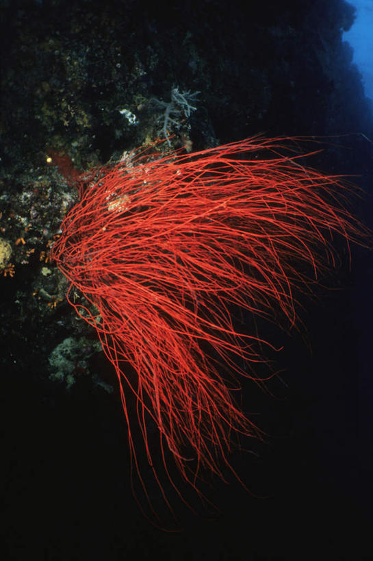 无人,竖图,室外,白天,正面,旅游,度假,海底,水下,海浪,海洋,礁石,石头,美景,帕劳,石子,景观,浪花,水底,娱乐,海洋生物,无脊椎动物,红色,自然,海水,享受,休闲,景色,放松,海底世界,腔肠动物,太平洋,自然风光,海景,帕劳群岛,帛琉群岛,西太平洋,加罗林群岛,帕劳共和国,珊瑚虫,大海,风浪,海,海床,海水的波动,礁,近岸浪,石块,岩石,涌浪,彩图,全身,红鞭珊瑚