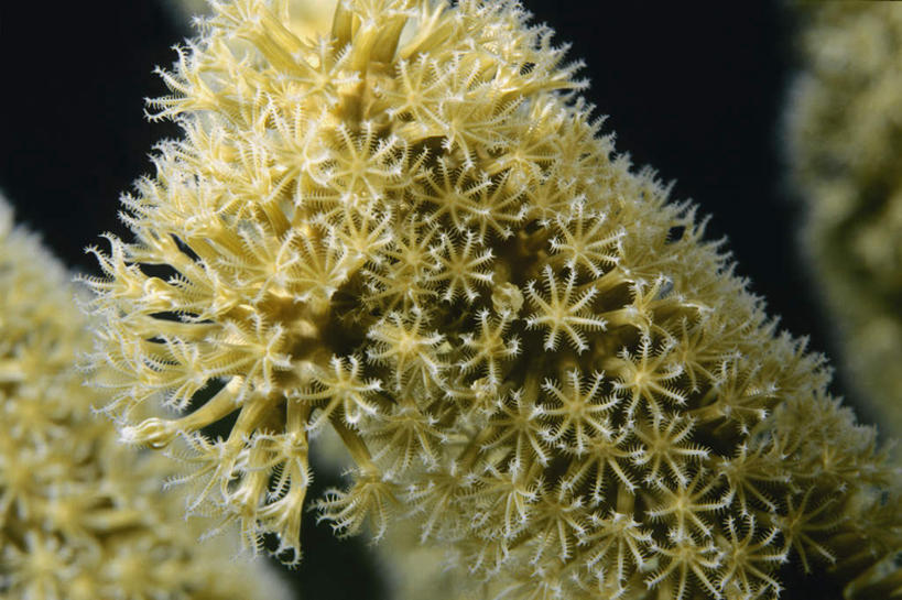 无人,横图,室外,白天,正面,旅游,度假,海底,水下,海浪,海洋,礁石,石头,美景,伯利兹,石子,景观,浪花,水底,娱乐,海洋生物,无脊椎动物,黄色,自然,海水,享受,休闲,景色,放松,海底世界,腔肠动物,中美洲,软珊瑚,自然风光,美洲,海景,亚美利加洲,中美,中亚美利加洲,珊瑚虫,大海,风浪,海,海床,海水的波动,礁,近岸浪,石块,岩石,涌浪,半身,彩图,鹿茸软珊瑚