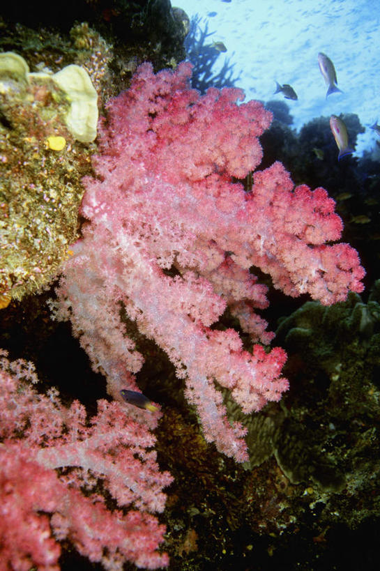 无人,竖图,室外,白天,正面,旅游,度假,海底,水下,海浪,海洋,礁石,石头,美景,斐济,石子,景观,浪花,水底,娱乐,海洋生物,无脊椎动物,粉色,自然,海水,享受,休闲,景色,放松,海底世界,腔肠动物,软珊瑚,自然风光,大洋洲,海景,南太平洋,斐济群岛共和国,珊瑚虫,大海,风浪,海,海床,海水的波动,礁,近岸浪,石块,岩石,涌浪,半身,彩图