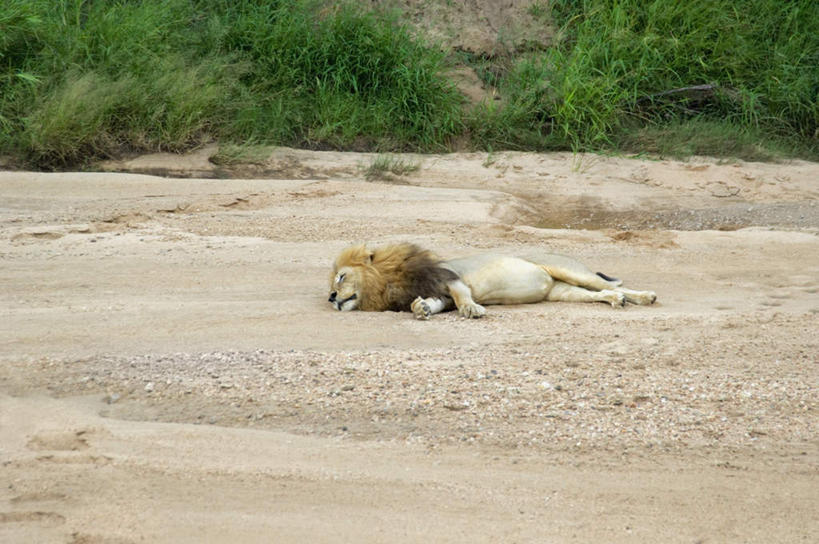 无人,动物园,躺,闭眼,睡,横图,室外,白天,正面,旅游,度假,美景,森林,树林,植物,道路,路,哺乳动物,野生动物,狮子,非洲,南非,沙子,景观,小路,交通,娱乐,树,树木,一只,绿色,自然,动物,享受,休闲,景色,放松,乡间小路,生长,成长,国家公园,自然风光,凶猛,克鲁格国家公园,阿非利加洲,德兰士瓦省,南非共和国,卧着,残暴,凶残,闭眼睛,闭着眼,闭着眼睛,困,困觉,寝息,睡觉,躺着,卧,彩图,全身