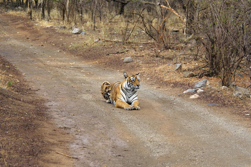 无人,坐,横图,室外,白天,正面,旅游,度假,美景,森林,树林,植物,道路,路,哺乳动物,虎,野生动物,印度,亚洲,景观,小路,交通,注视,娱乐,树,树木,一只,绿色,自然,动物,观察,看,享受,休闲,景色,放松,生长,成长,观看,察看,关注,自然风光,南亚,凶猛,华南虎,拉贾斯坦邦,拉贾斯坦,印度共和国,中国虎,残暴,凶残,老虎,坐着,彩图,全身
