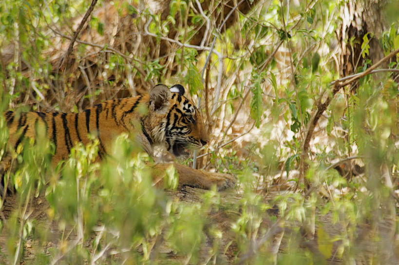 无人,坐,横图,室外,白天,侧面,旅游,度假,美景,森林,树林,植物,哺乳动物,虎,野生动物,印度,亚洲,朦胧,模糊,景观,注视,娱乐,树,树木,一只,绿色,自然,动物,观察,看,享受,休闲,景色,放松,生长,成长,观看,察看,关注,自然风光,南亚,凶猛,华南虎,拉贾斯坦邦,拉贾斯坦,印度共和国,中国虎,残暴,凶残,老虎,坐着,半身,彩图