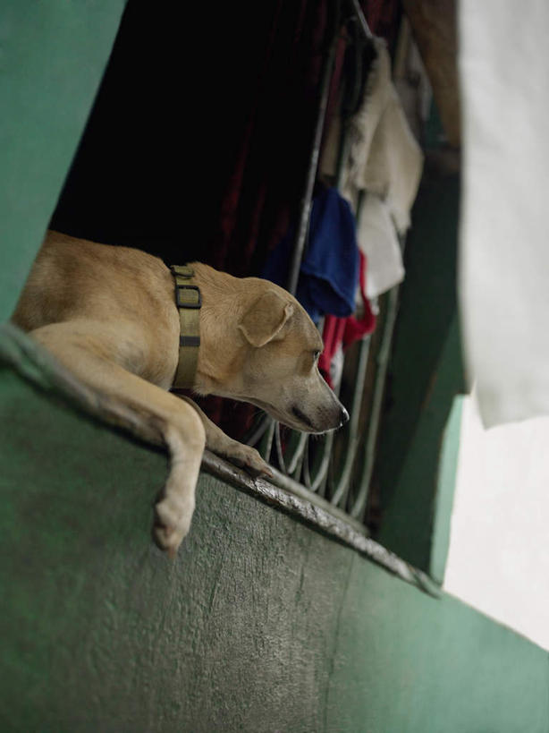 无人,家,站,竖图,室外,白天,仰视,窗户,宠物,狗,巴拿马,房屋,墙,屋子,公寓,首都,拉布拉多,注视,拉布拉多猎犬,洋房,楼房,玻璃窗,墙壁,墙面,住宅,一只,动物,观察,看,趴着,站着,可爱,观看,察看,中美洲,关注,美洲,拉布拉多犬,忠诚,亚美利加洲,巴拿马城,巴拿马共和国,犬,趴,站立,半身,彩图,低角度拍摄,房子