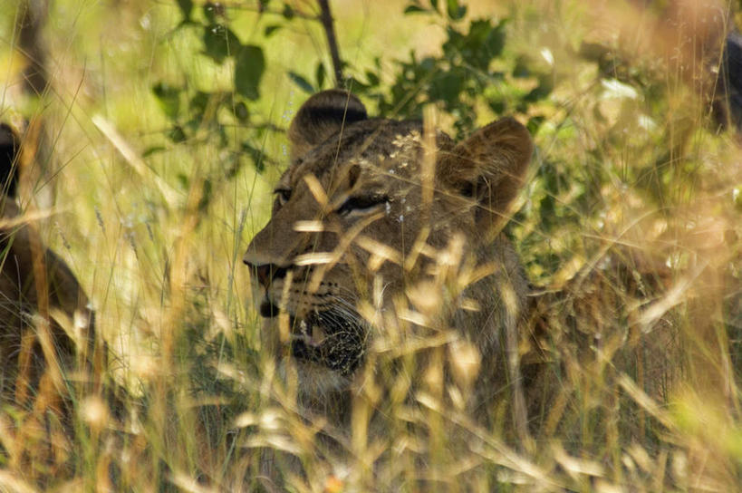 无人,站,横图,室外,特写,白天,侧面,旅游,度假,美景,森林,树林,植物,哺乳动物,野生动物,狮子,叶子,非洲,南非,朦胧,模糊,景观,绿叶,注视,娱乐,树,树木,一只,绿色,自然,动物,观察,看,站着,张嘴,享受,休闲,嫩叶,景色,放松,生长,成长,观看,察看,关注,自然风光,凶猛,张大嘴巴,阿非利加洲,南非共和国,林波波省,残暴,凶残,叶,叶片,张开嘴,站立,半身,彩图