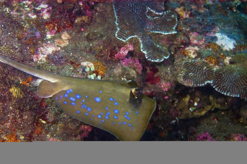 海鲜,无人,横图,俯视,室外,白天,旅游,度假,海底,水下,海浪,海洋,礁石,石头,美景,印度尼西亚,印尼,亚洲,鱼,石子,景观,浪花,水底,娱乐,水产,鱼类,海洋生物,无脊椎动物,自然,海水,享受,休闲,景色,放松,海底世界,东南亚,腔肠动物,自然风光,水生动物,海产品,水生物,海景,海底动物,魟鱼,魔鬼鱼,蝠鲼,印度尼西亚共和国,北苏拉威西省,苏拉威西岛,西里伯斯岛,珊瑚虫,大海,风浪,海,海床,海水的波动,礁,近岸浪,石块,岩石,涌浪,彩图,高角度拍摄,全身,古氏土魟